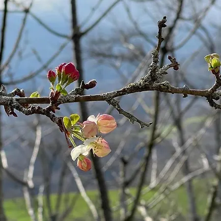 El Jardin De Magnolias
