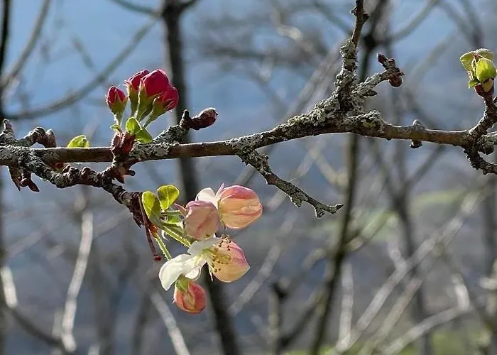 El Jardin De Magnolias
