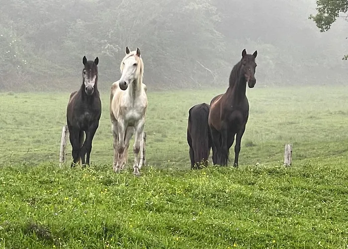 El Jardin De Magnolias